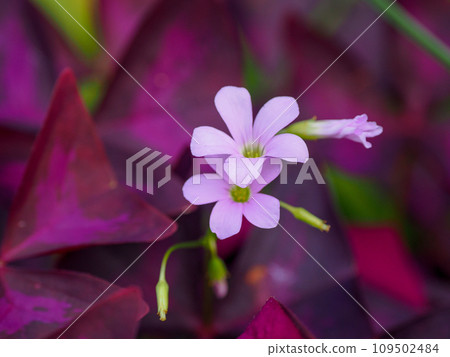 Murasaki Kabaki花 109502484