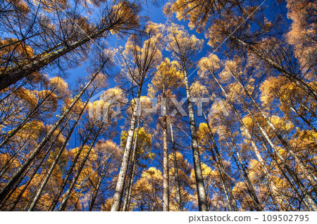Autumn prefectural forest Autumn prefectural forest 109502795