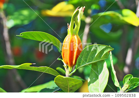 Orange gardenia fruit (autumn, November) 109502838