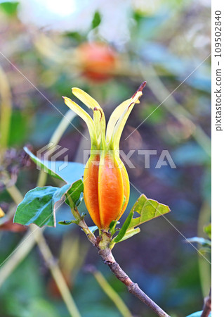 Orange gardenia fruit (autumn, November) 109502840