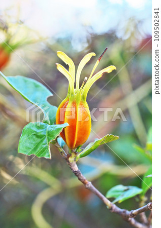 Orange gardenia fruit (autumn, November) 109502841