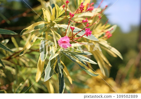 Flowers of Lychee 109502889