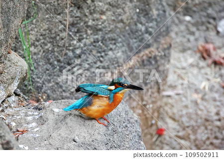 Kingfisher 109502911