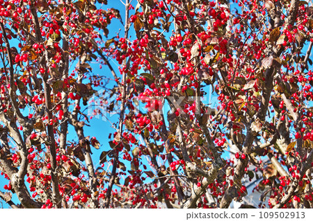 Cornelius fruit that has turned bright red (winter, December) 109502913
