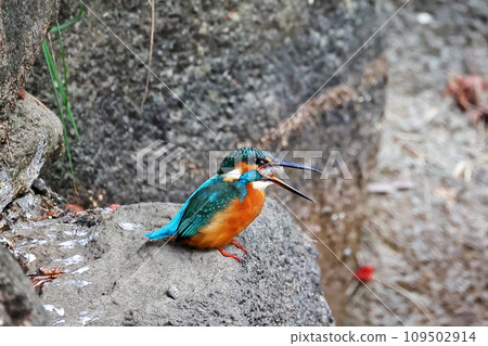 Kingfisher 109502914