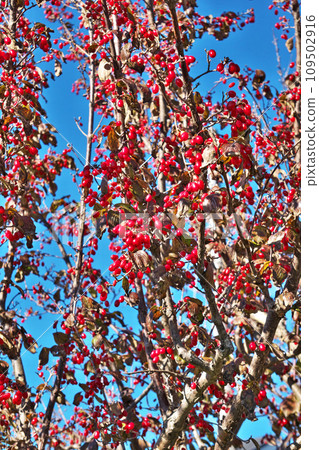 山茱萸果已變成鮮紅色（冬季，12 月） 109502916