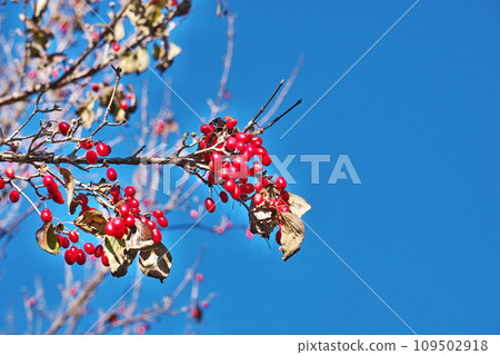 山茱萸果已變成鮮紅色(冬季,12 月) 山茱萸果已變成鮮紅色(冬季,12 月) 109502918