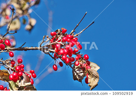 山茱萸果已變成鮮紅色(冬季,12 月) 山茱萸果已變成鮮紅色(冬季,12 月) 109502919