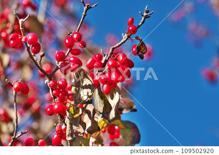 Cornelius fruit that has turned bright red (winter, December) Cornelius fruit that has turned bright red (winter, December) 109502920