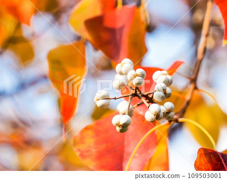 彩色南京蝦虎魚與白色水果 109503001