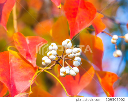彩色南京蝦虎魚與白色水果 彩色南京蝦虎魚與白色水果 109503002