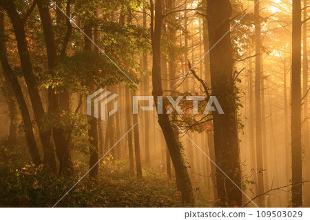 light shining in the forest 109503029