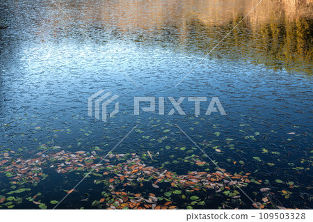 Autumn prefectural forest Autumn prefectural forest 109503328