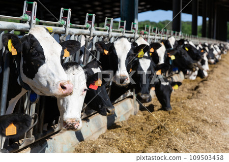 Cows eating hay in cowshed on dairy farm at day Cows eating hay in cowshed on dairy farm at day 109503458