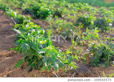 Rows of flowering bean and pepper bushes grow on cultivated field Rows of flowering bean and pepper bushes grow on cultivated field 109503573
