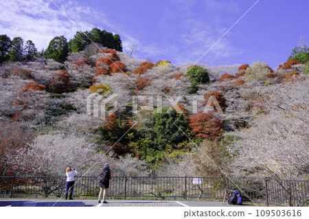 Kawami Shikizakura and tourists 1 109503616