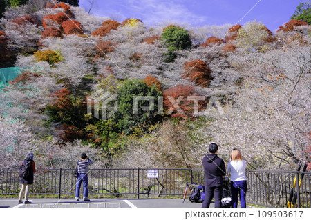Kawami Shikizakura and tourists 2 109503617