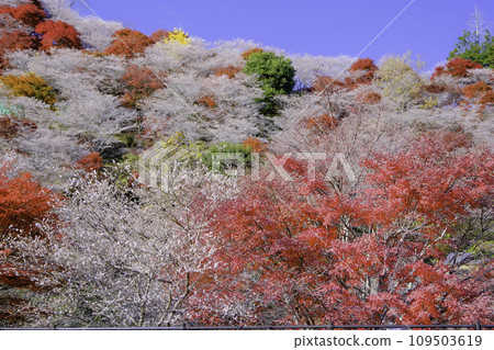 四時櫻花盛開、秋葉3 109503619
