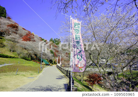 四時櫻花節 109503965