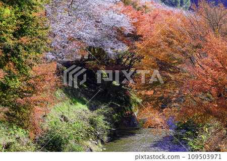 四季櫻花和田代川 109503971