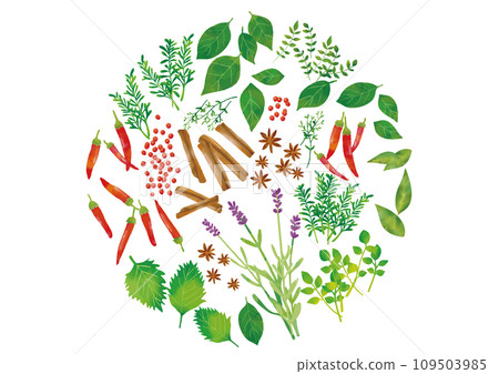 Watercolor style herb and spice set 109503985