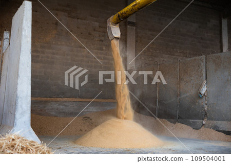 Machine pouring heap of soybean hulls in fodder storage. Concept of organic supplement in production of compound feed for animals Machine pouring heap of soybean hulls in fodder storage. Concept of organic supplement in production of compound feed for animals 109504001