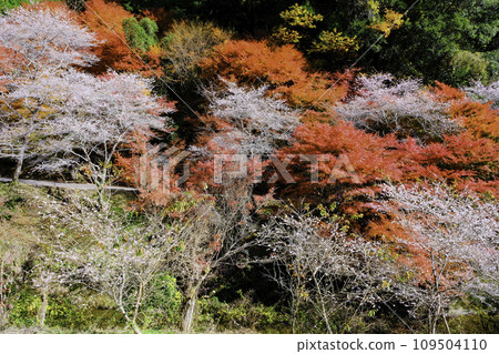 四時櫻花紅葉森林2 109504110