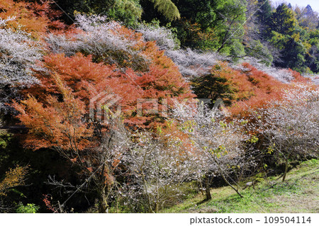 秋葉和四季櫻花林1 109504114