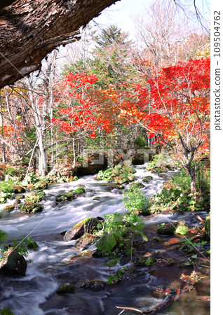 Autumn leaves at Takimi Bridge, Hokkaido 109504762