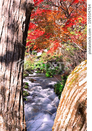 北海道瀧見橋的秋葉 109504764