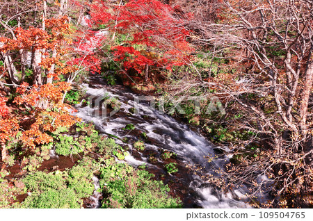 北海道瀧見橋的秋葉 109504765