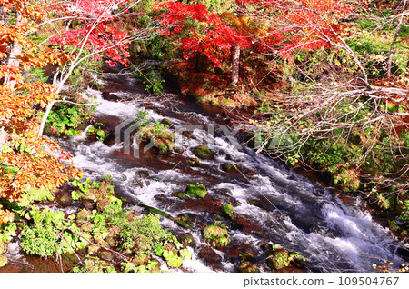 Autumn leaves at Takimi Bridge, Hokkaido Autumn leaves at Takimi Bridge, Hokkaido 109504767