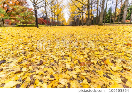 山形縣天童市秋天的山形縣體育公園銀杏樹線,銀杏葉地毯 山形縣天童市秋天的山形縣體育公園銀杏樹線,銀杏葉地毯 109505864