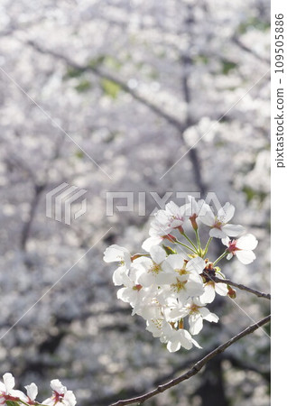 櫻花開了 109505886