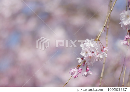 櫻花盛開預示著春天的到來 櫻花盛開預示著春天的到來 109505887