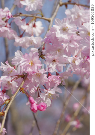 春天在鄰里公園盛開的垂枝櫻花 春天在鄰里公園盛開的垂枝櫻花 109505889