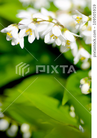 姬接花，純白色的花朵盛開 109505919