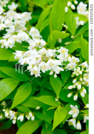 姬接花,純白色的花朵盛開 姬接花,純白色的花朵盛開 109505920