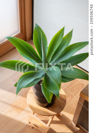 有植物龍舌蘭的房間 109506748