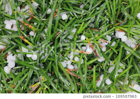 Hail that fell on Gyokuryu Hail that fell on Gyokuryu 109507063