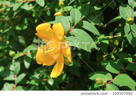 Tairin chinensis in full bloom (Yokohama City, Kanagawa Prefecture, Japan) Tairin chinensis in full bloom (Yokohama City, Kanagawa Prefecture, Japan) 109507082
