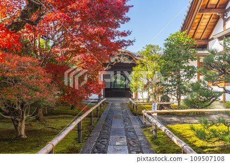 Kyoto in autumn, Daitokuji sub-temple, Korin-in, Karamon gate covered in autumn leaves Kyoto in autumn, Daitokuji sub-temple, Korin-in, Karamon gate covered in autumn leaves 109507108