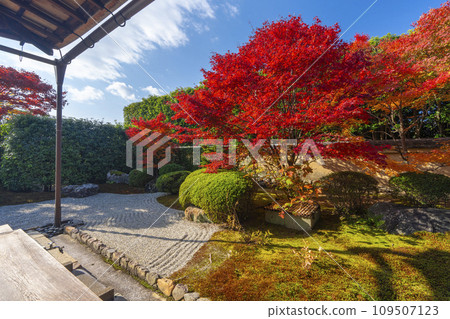 秋天的京都、大德寺、光林院、北條前庭，秋葉美麗 109507123