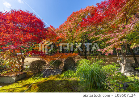 Autumn in Kyoto, Daitokuji sub-temple, Korin-in, Hojo garden with beautiful autumn leaves Autumn in Kyoto, Daitokuji sub-temple, Korin-in, Hojo garden with beautiful autumn leaves 109507124