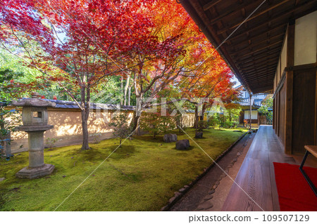 Autumn in Kyoto, Daitokuji sub-temple, Korin-in, Hojo garden with beautiful autumn leaves 109507129