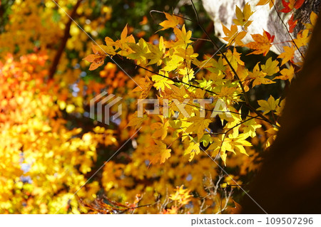 Kyoto, Shoboji Temple, autumn leaves of giant trees covering the sky Kyoto, Shoboji Temple, autumn leaves of giant trees covering the sky 109507296