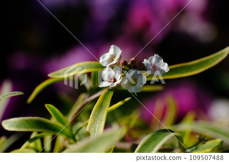 Alissam's flower Alissam's flower 109507488