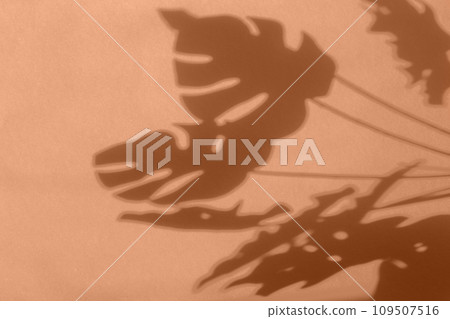 monstera leaf shadow on Peach Fuzz background with space for text. nature background monstera leaf shadow on Peach Fuzz background with space for text. nature background 109507516