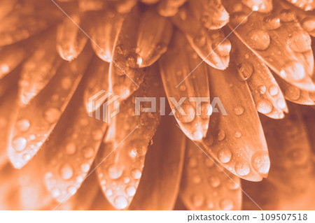 Peach Fuzz Gerbera flower petals with drops of water. abstract background. Peach Fuzz Gerbera flower petals with drops of water. abstract background. 109507518