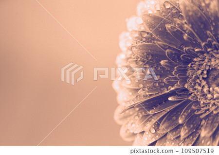 Peach Fuzz Gerbera flower petals with drops of water. abstract background. Peach Fuzz Gerbera flower petals with drops of water. abstract background. 109507519